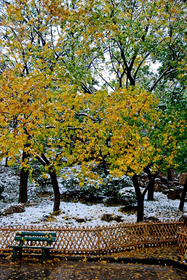 那场秋天的雪，紫竹院。2009-11-01