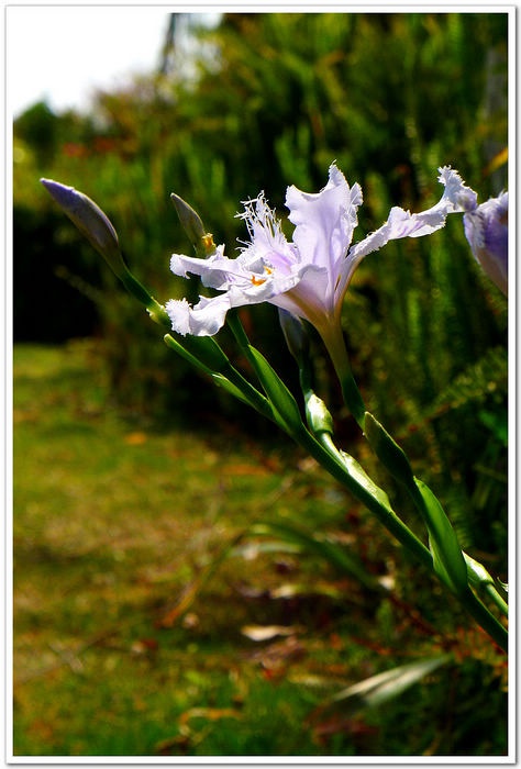 鸢尾属 Iris