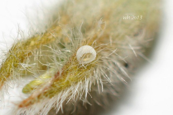 幼虫孵化后留下的空卵壳