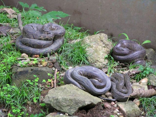 【图】蛇 