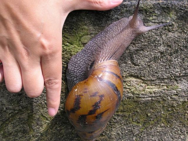 【图】巨型蜗牛