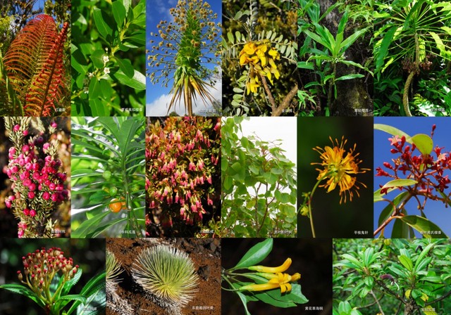 夏威夷植物旅行示意图（背面植物图）