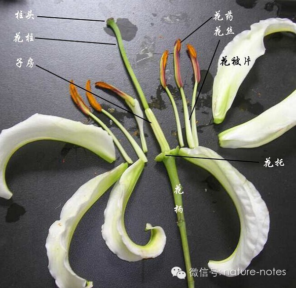百合花的雄蕊类型图片