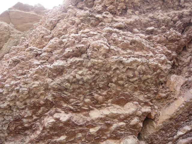 瘤状灰岩（新疆阿克苏奥陶系）