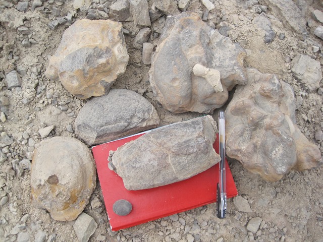 磷结核，是结核状的磷块岩，主要矿物成分为磷灰石，可以用来制造磷肥，这是别人开采后留下的。（新疆，阿克苏寒武系底部）