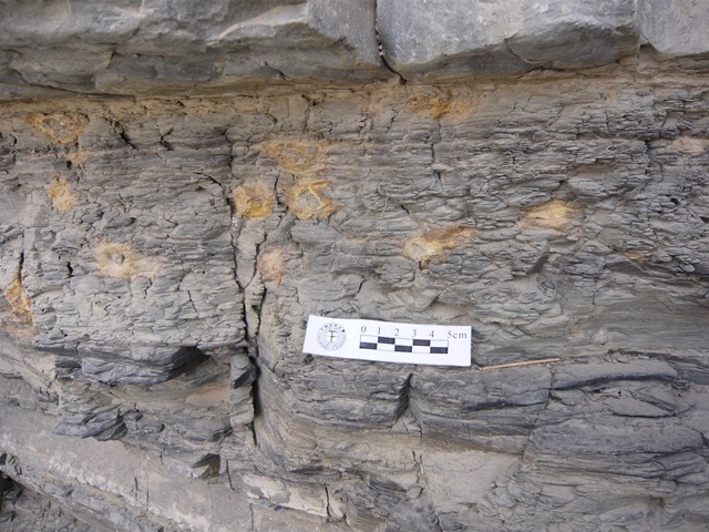 黑色泥岩中的黄铁矿结核（新疆阿克苏奥陶系）