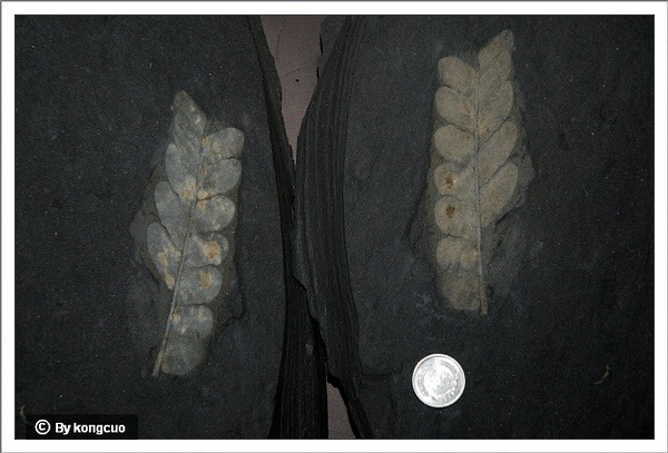 灰峪化石-脉羊齿