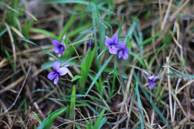 紫花地丁-螃蟹
